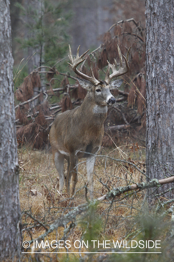 White-tailed buck in habitat. 