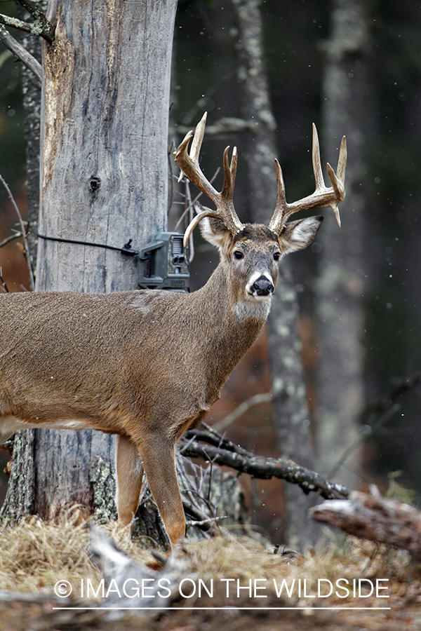 White-tailed buck in habitat. *