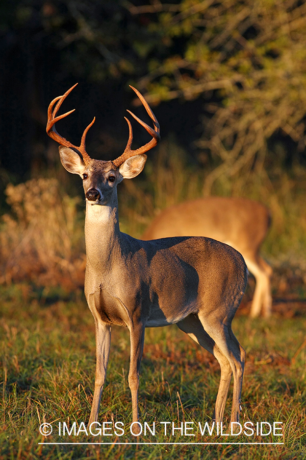 White-tailed buck in habitat. 