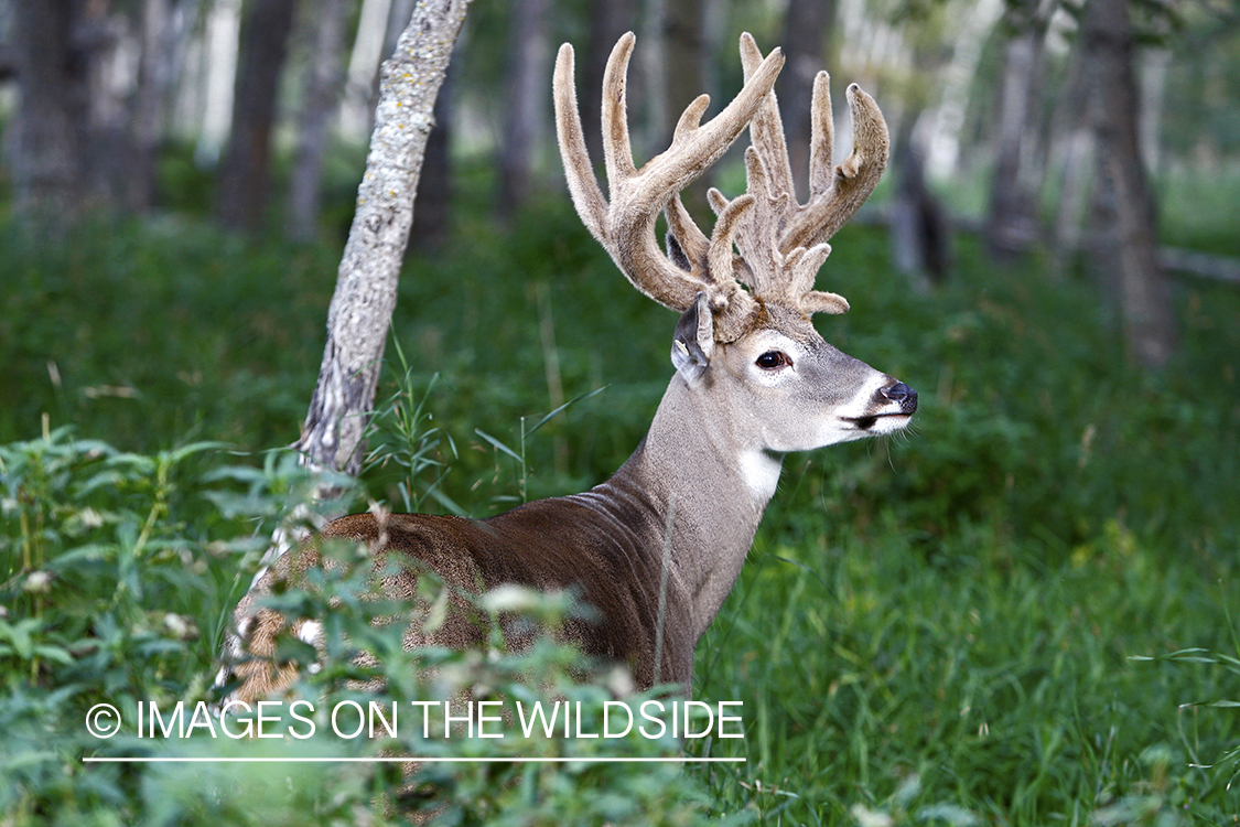 White-tailed buck in habitat. 