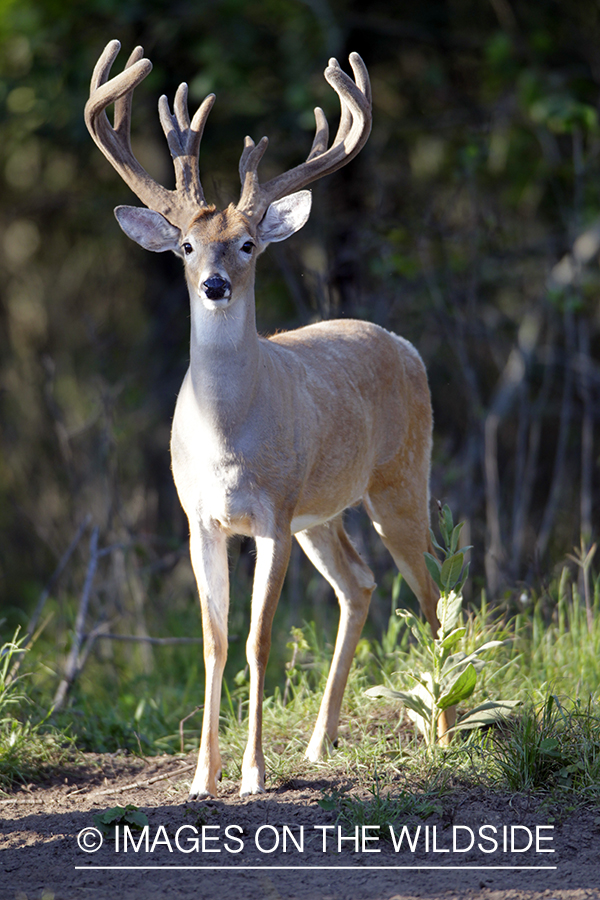 White-tailed buck in velvet.  