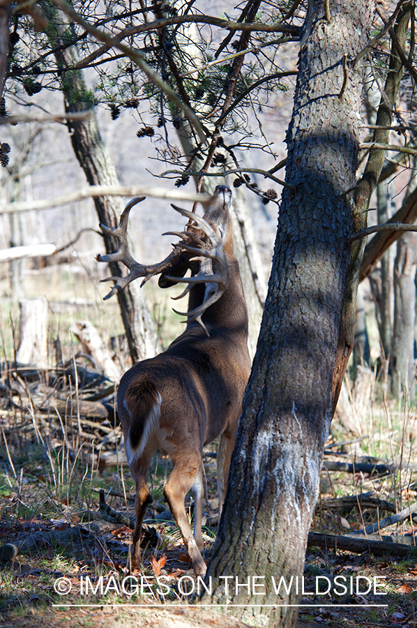 White-tailed buck investigating branch. 