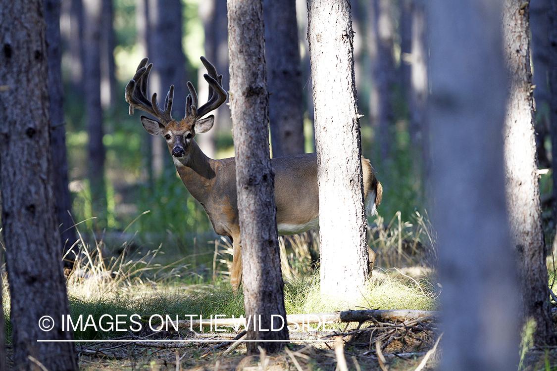 White-tailed buck in velvet.  