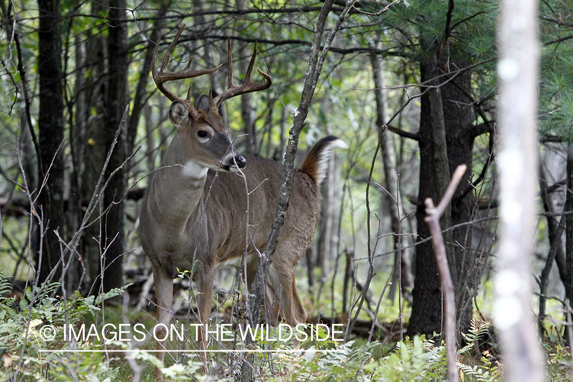 White-tailed buck in habitat.  