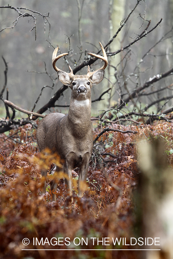 White-tailed buck in habitat. 