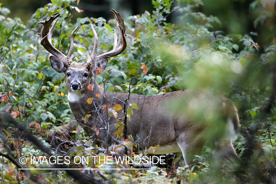 White-tailed buck in habitat. 