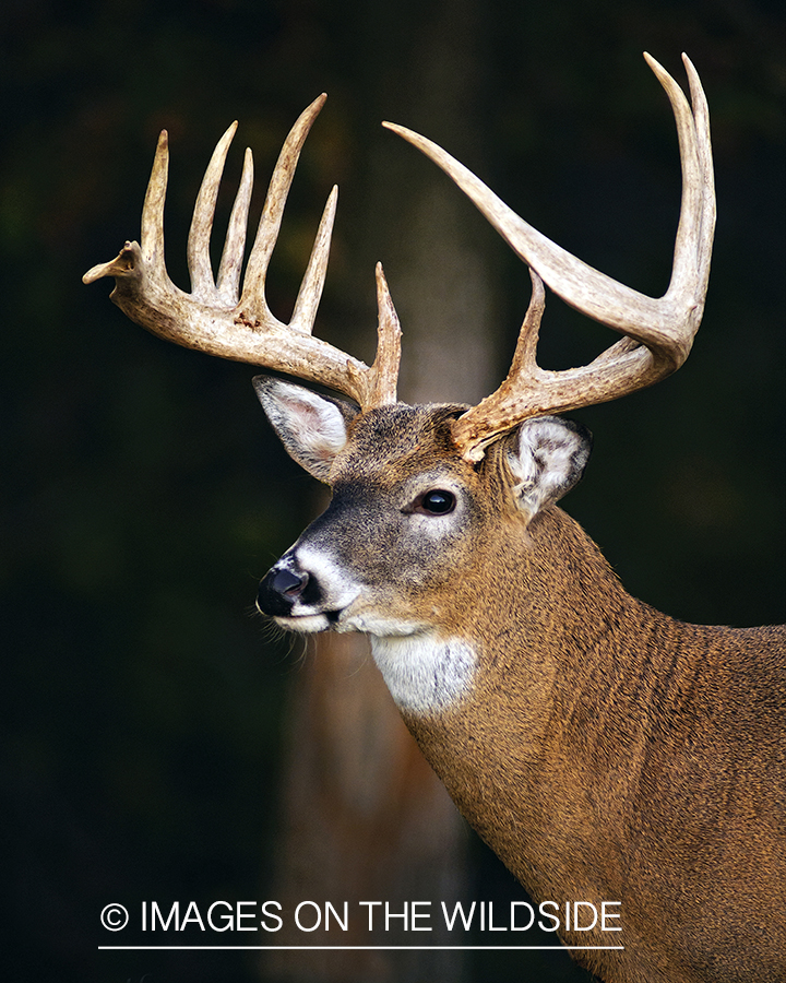 White-tailed buck in habitat. 