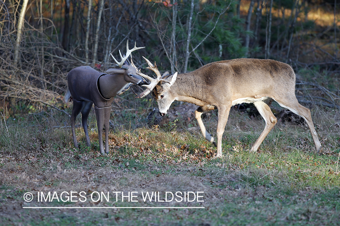 White-tailed buck fighting decoy. 