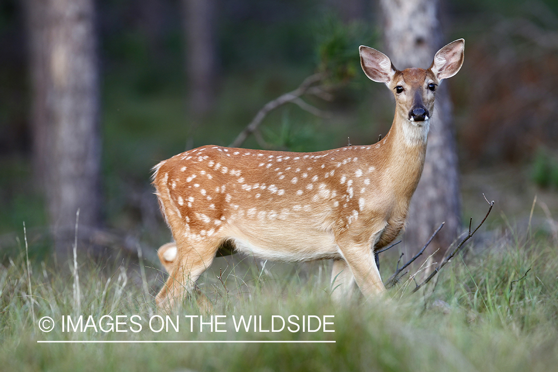 White-tailed fawn in habitat.