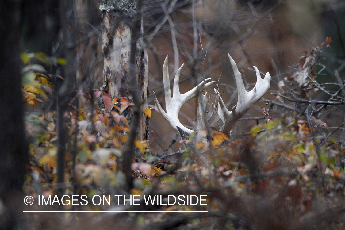 White-tailed buck in habitat.