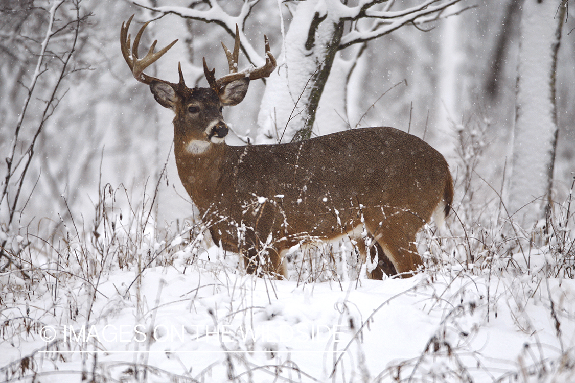 White-tailed buck in winter habitat.