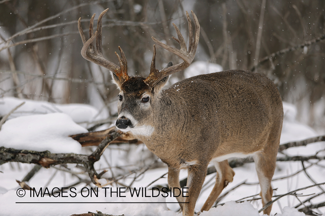 White-tailed buck displaying aggressive behavior. 