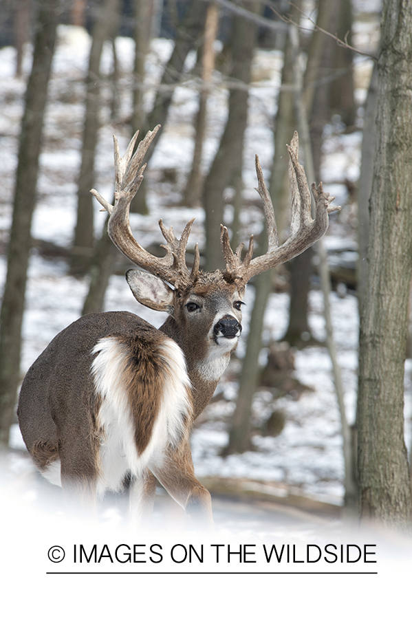 White-tailed buck in habitat.