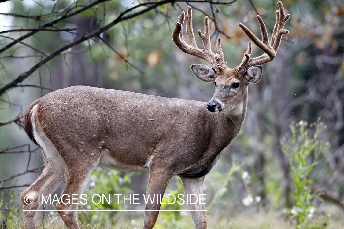 White-tailed buck in velvet.