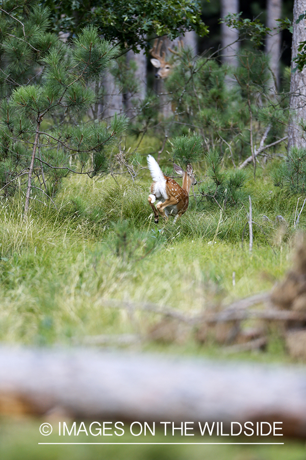 White-tailed deer fleeing in habitat.