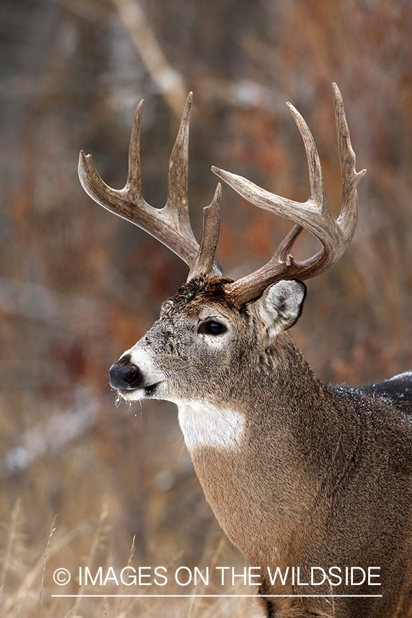 White-tailed buck in habitat. 