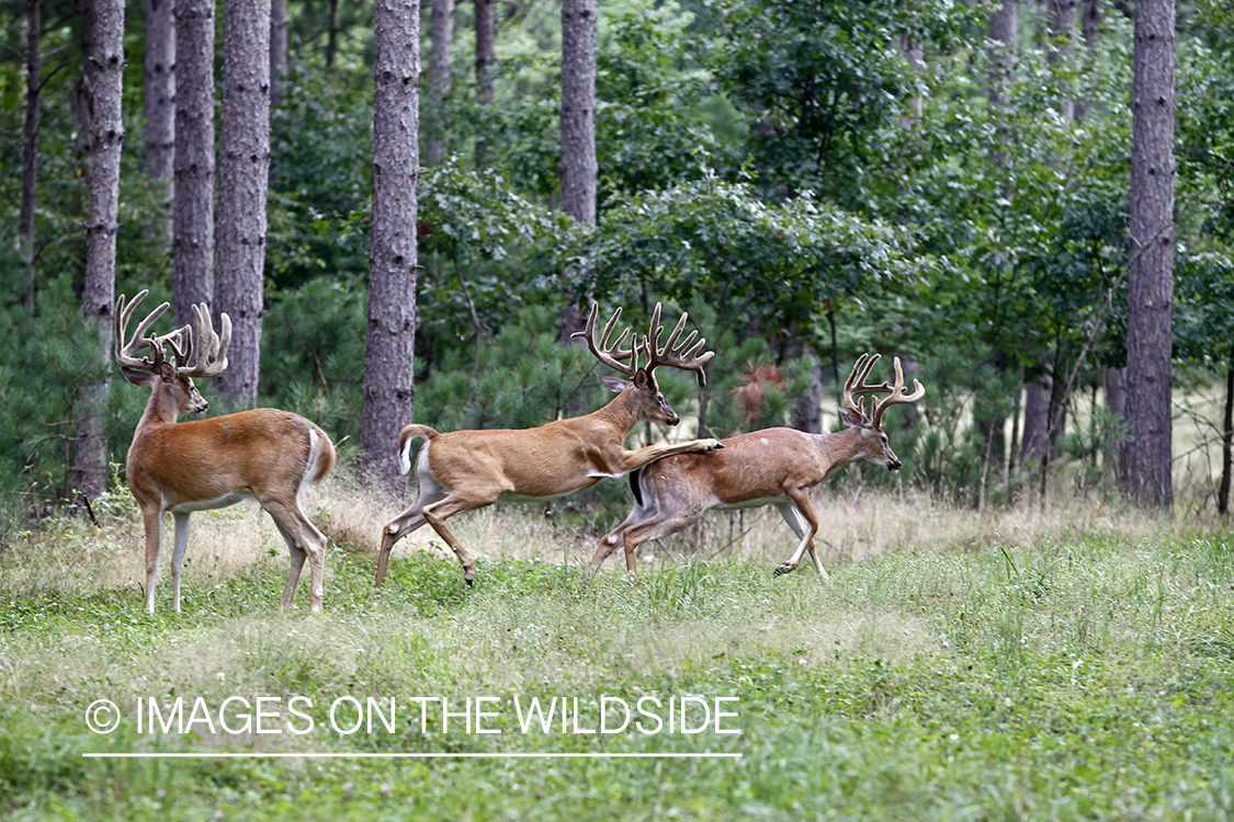 White-tailed bucks fighting in habitat. 