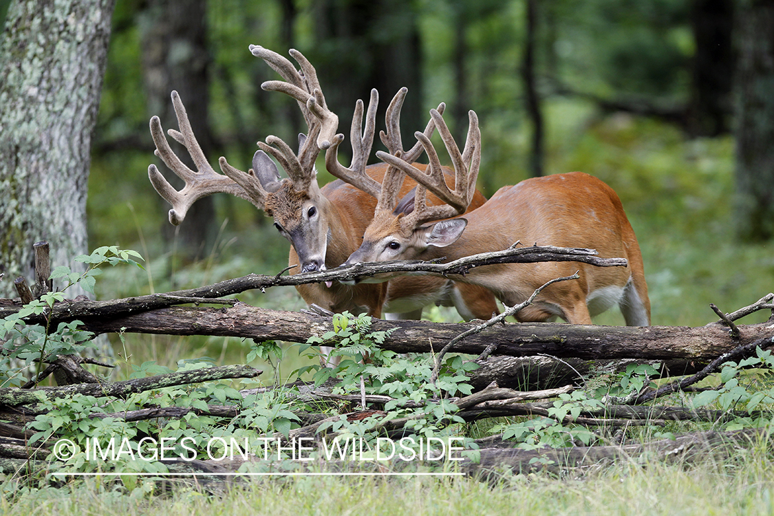 White-tailed bucks in velvet.