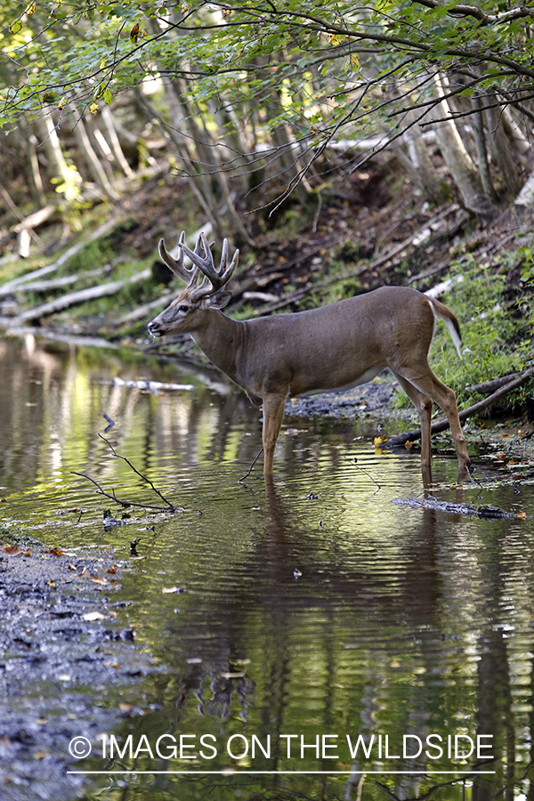 White-tailed buck with reflection.