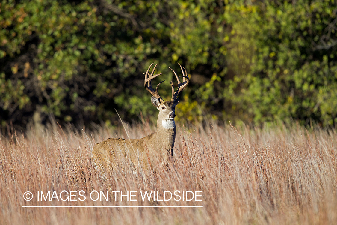 White-tailed buck in habitat.