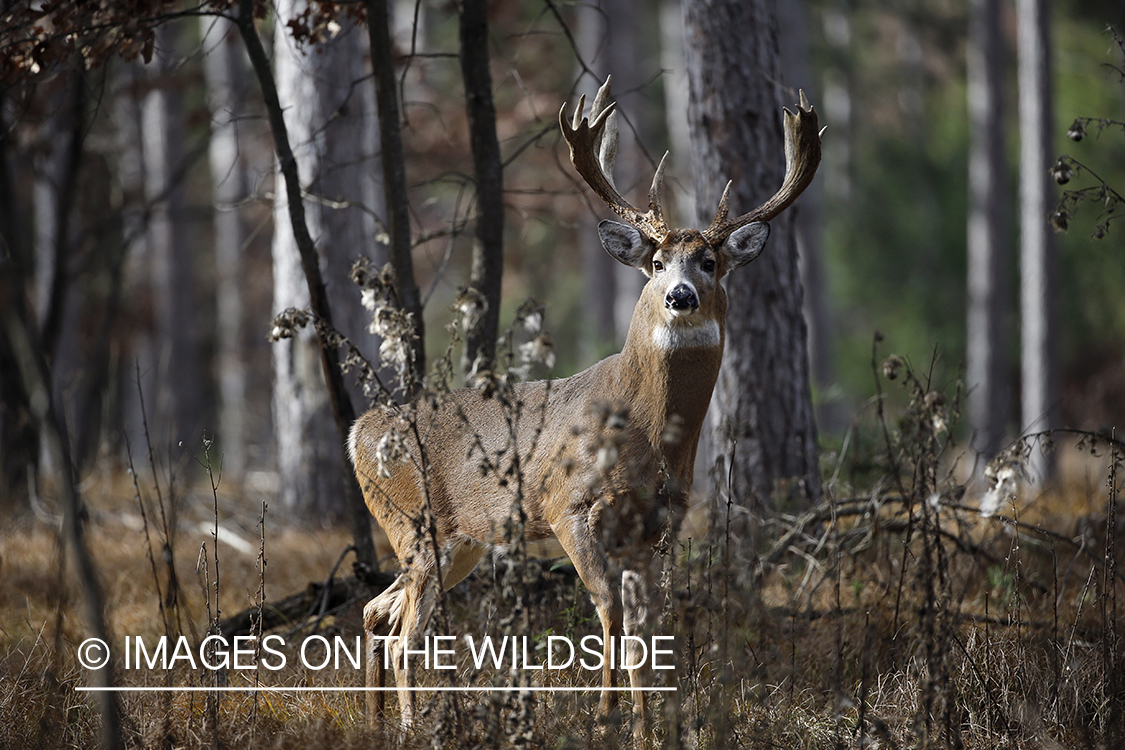 White-tailed buck in rut.