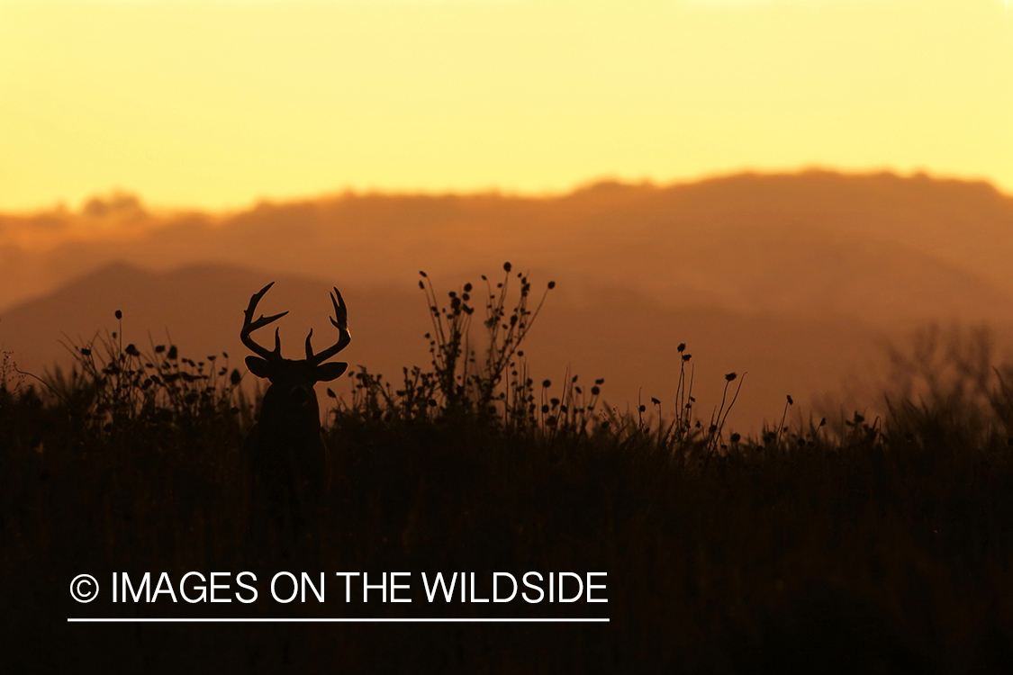 White-tailed deer buck in habitat. (silhouette)