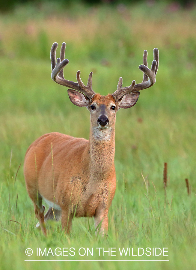 White-tailed Buck in Velvet.