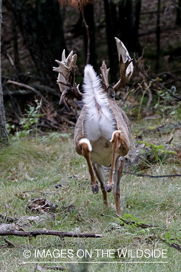 White-tailed buck with many points.