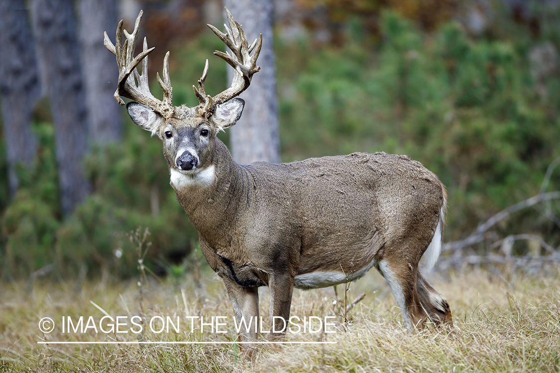 White-tailed buck in woods.