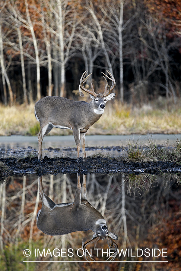 White-tailed buck with reflection in water.