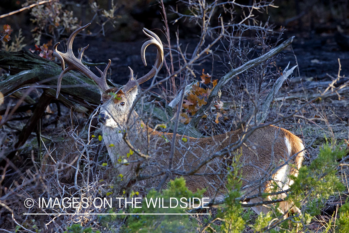 White-tailed buck in habitat.