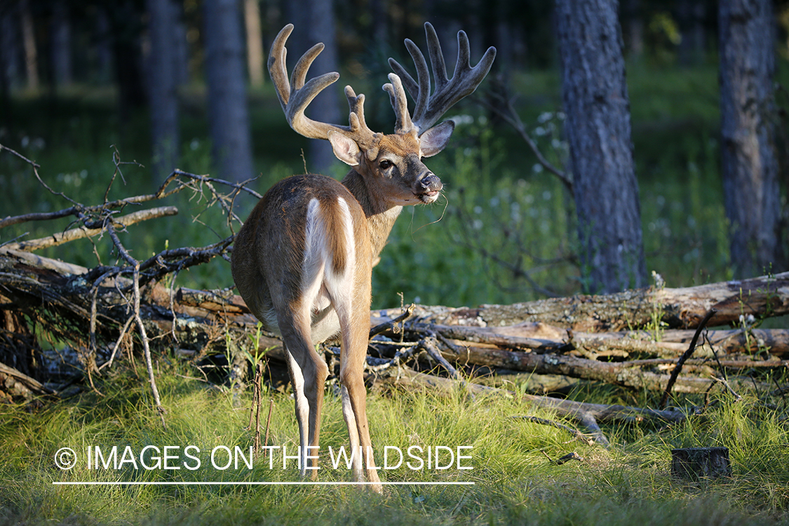 White-tailed buck in velvet.