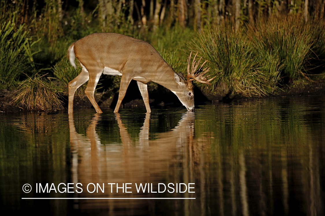 White-tailed buck drinking at waters edge.