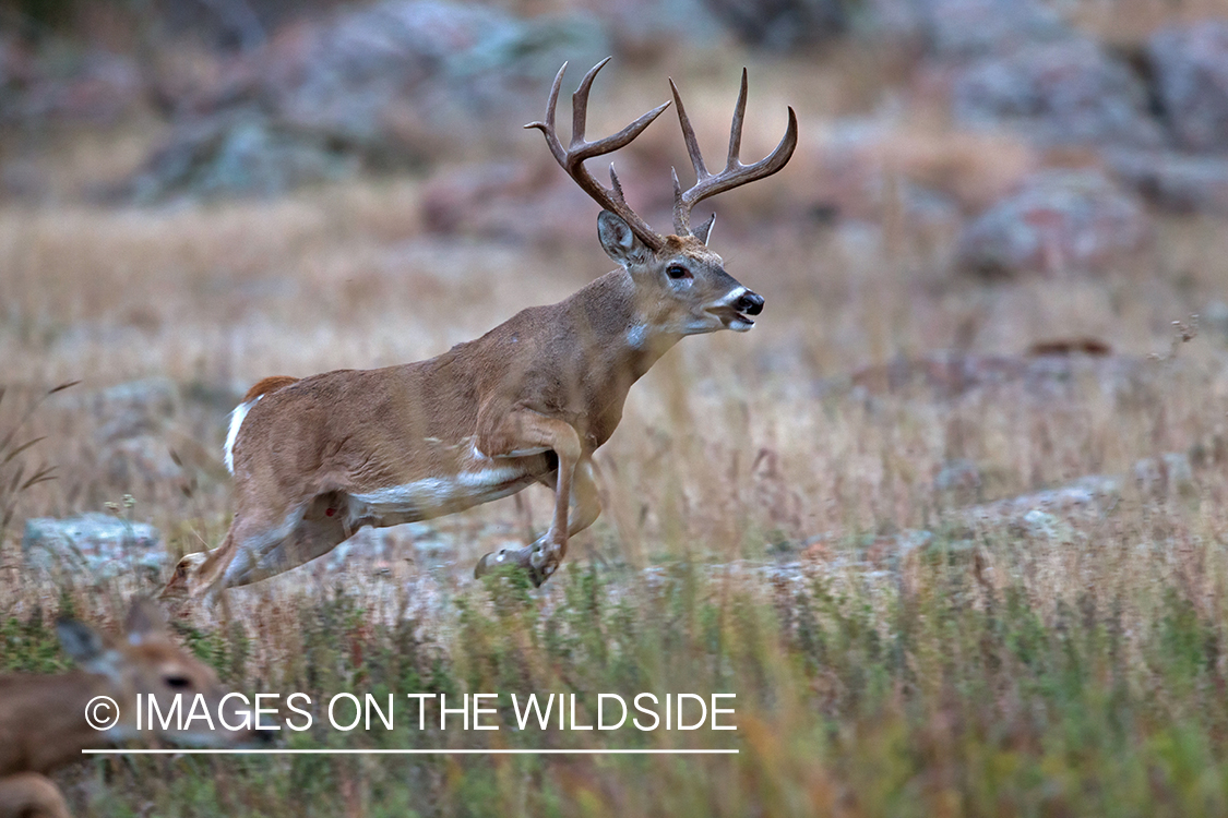 White-tailed buck in rut with doe.