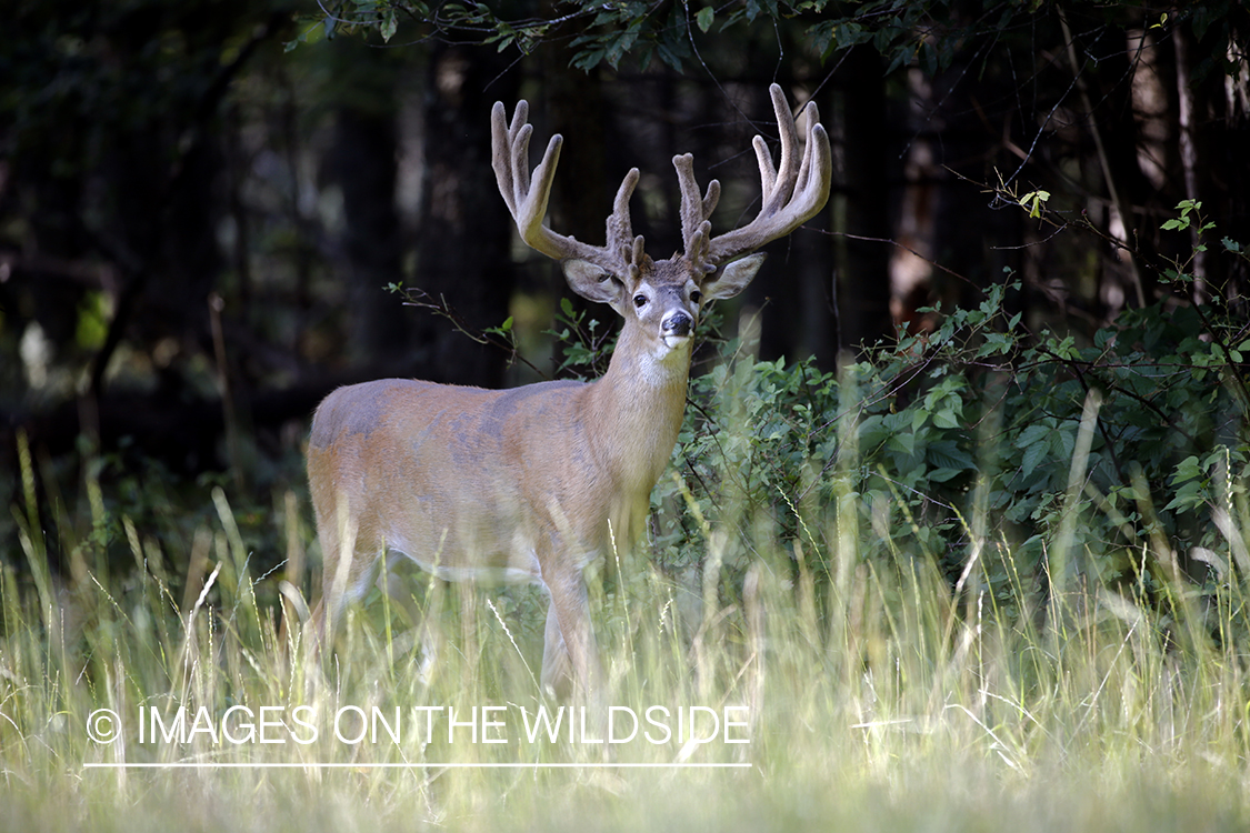 White-tailed buck in field.