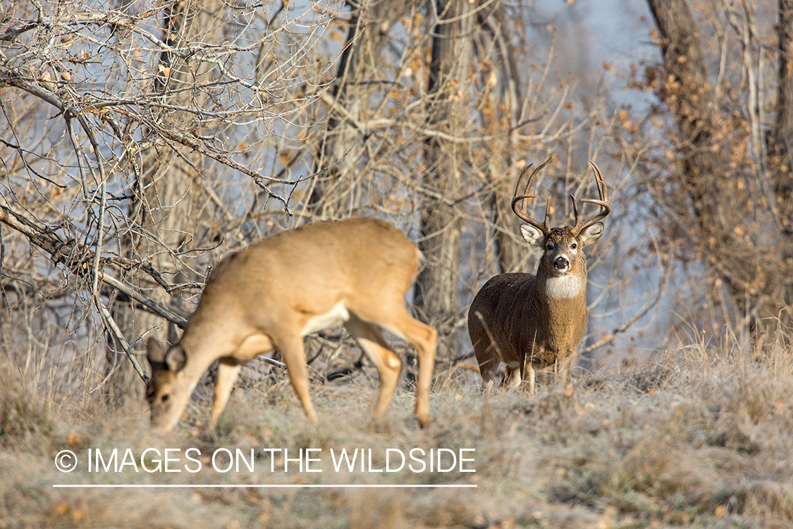 White-tailed buck approaching doe.