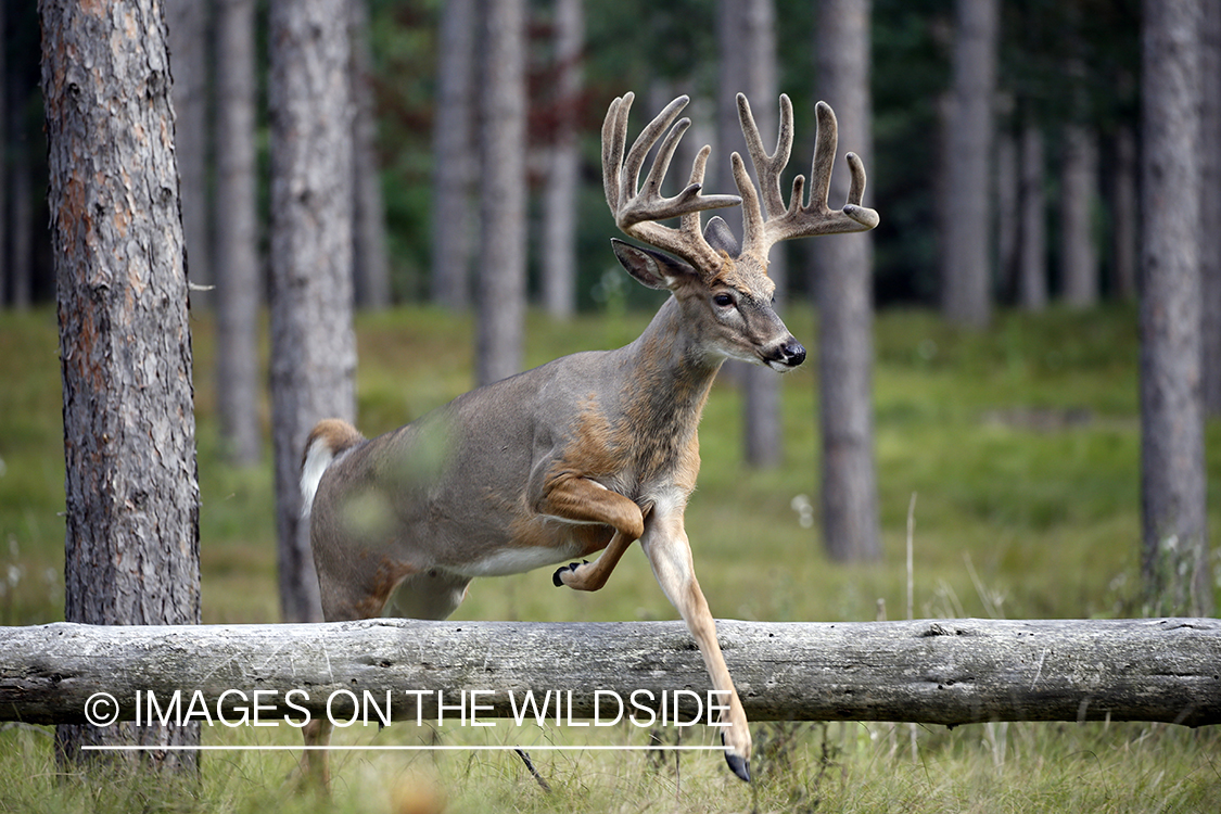 White-tailed buck in Velvet leaping over fallen tree.