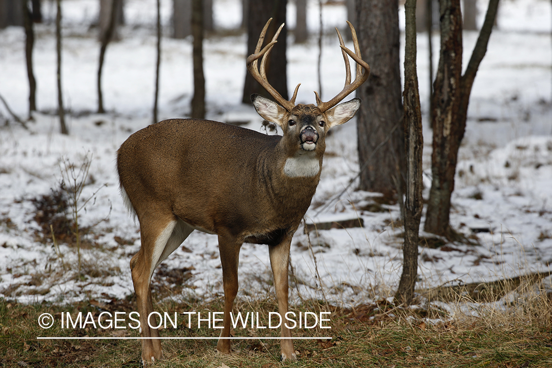 White-tailed buck in the rut.