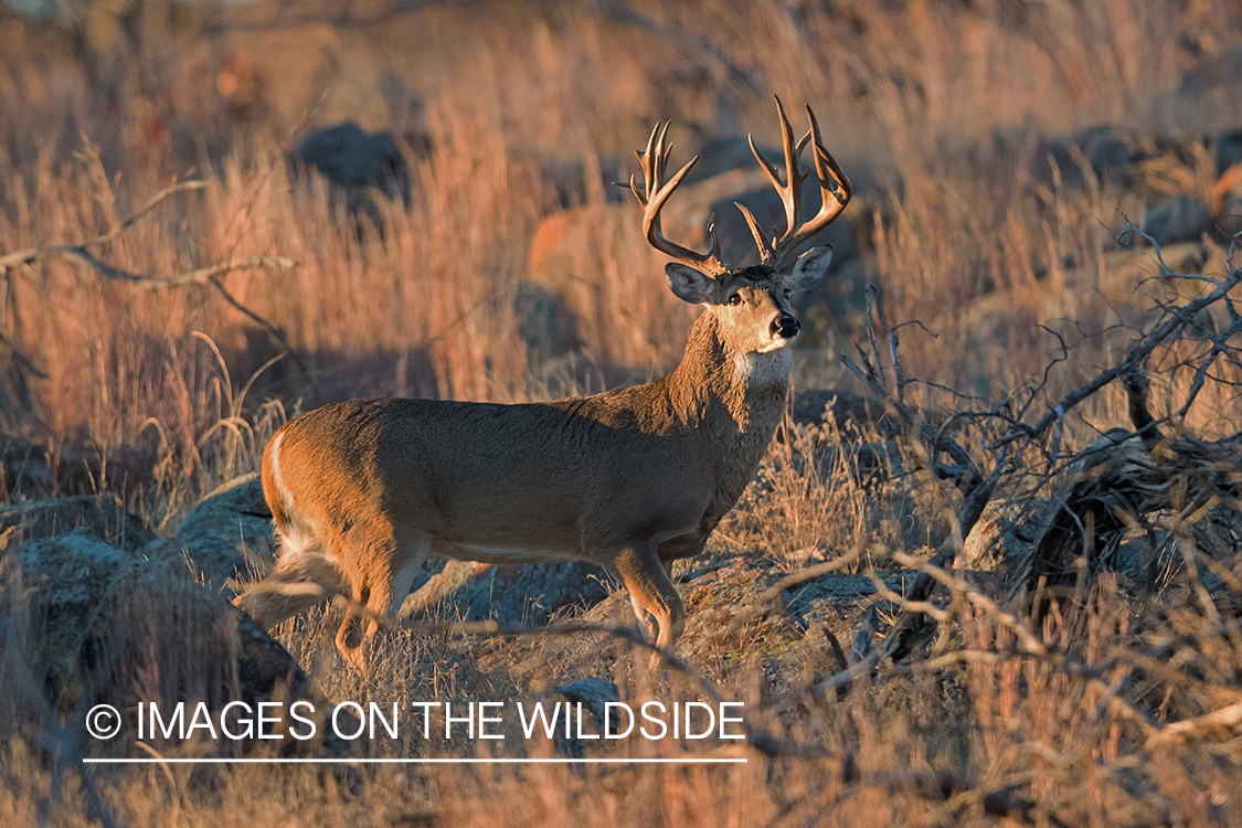 White-tailed buck in field.