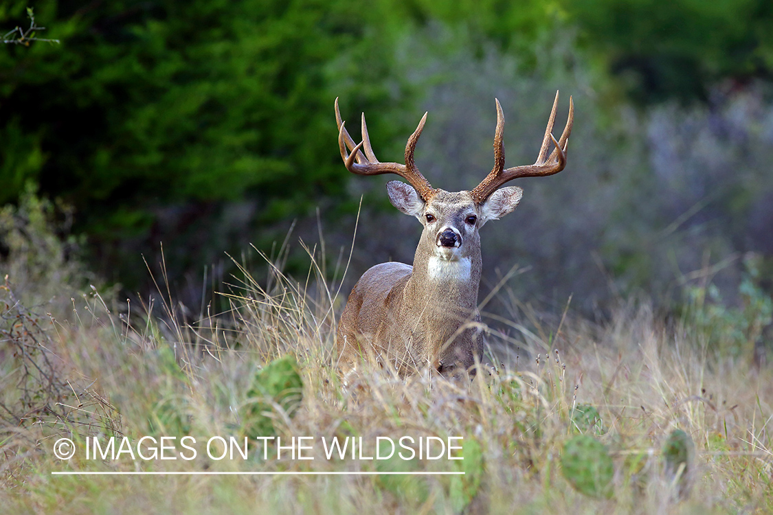 White-tailed buck in the Rut.