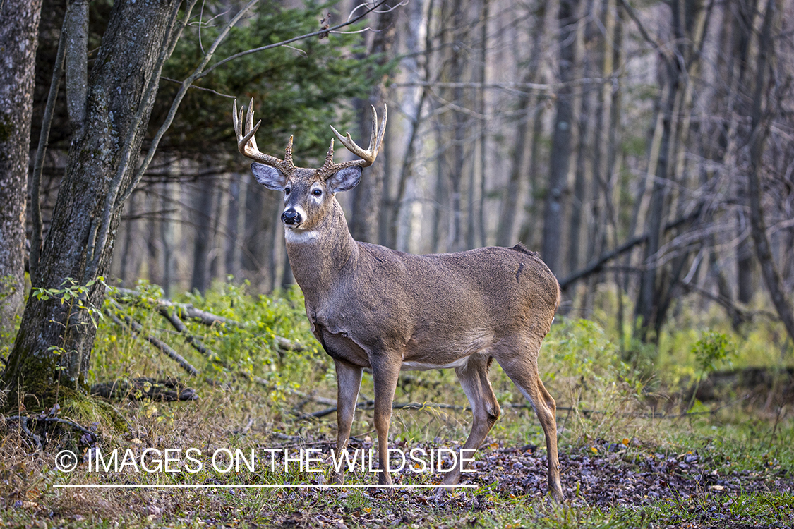 White-tailed buck in field.