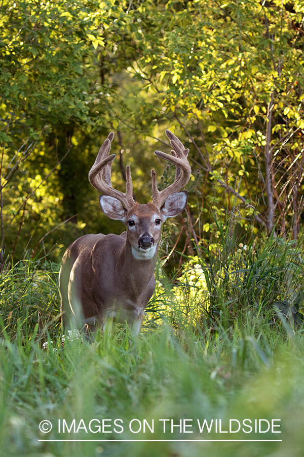 White-tailed buck in Velvet.