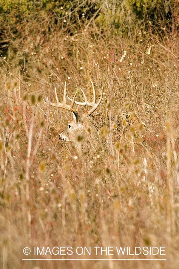 White-tailed deer in habitat