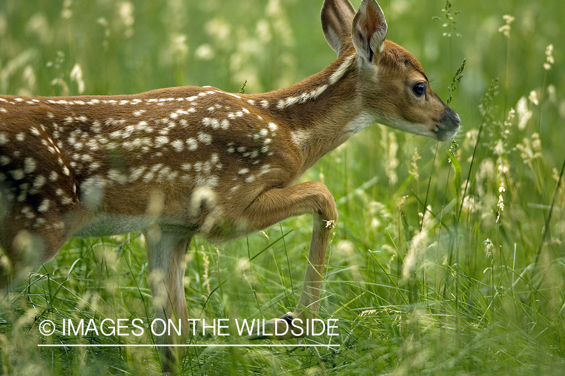 White-tailed fawn in habitat