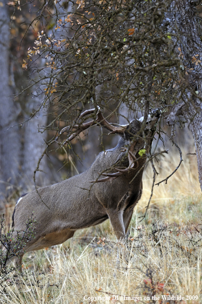 Blacktail buck rubbing antlers in tree.