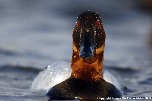 Canvasback Drake