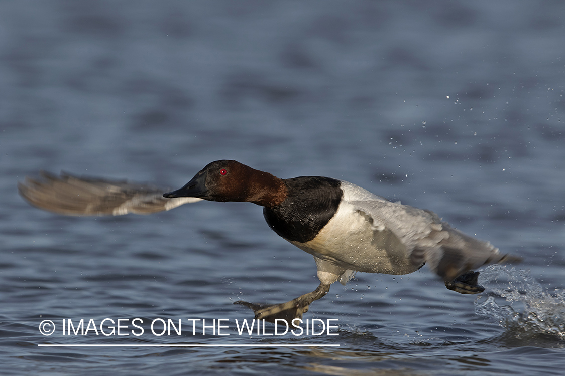 Canvasback in flight.