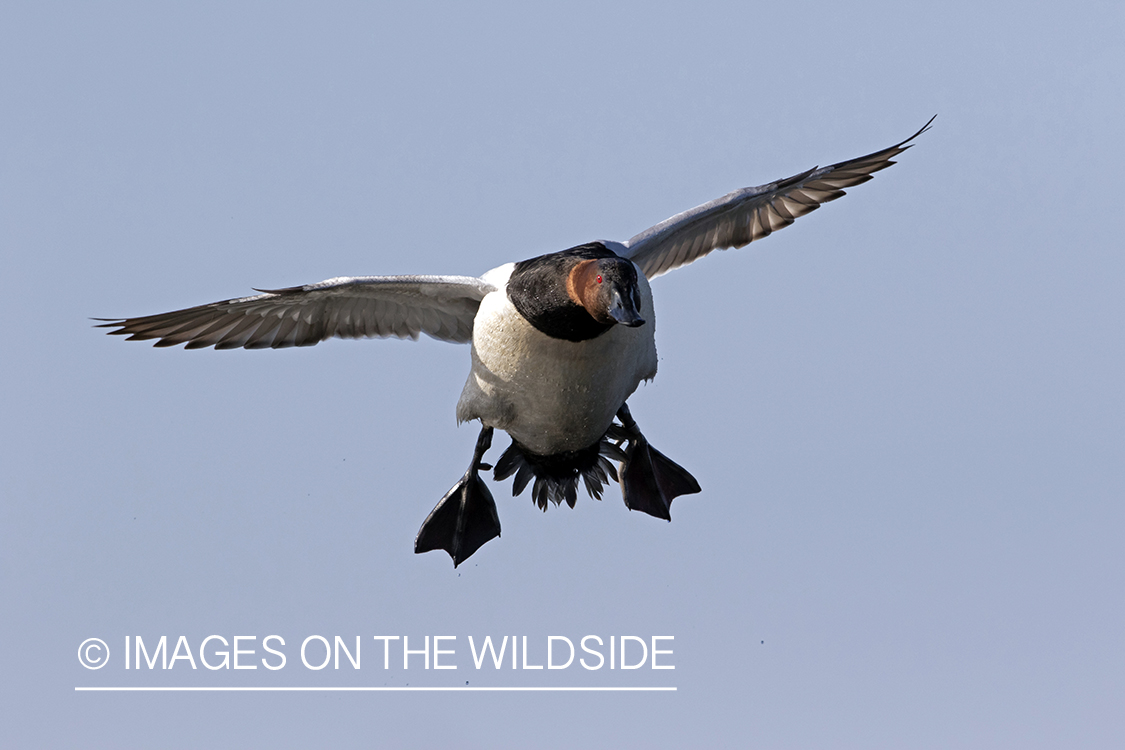 Canvasback drake in flight.