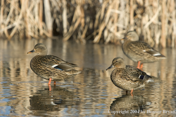 Mallards standing in pond.