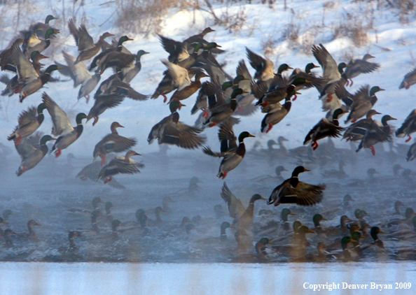 Mallard Ducks/Flock